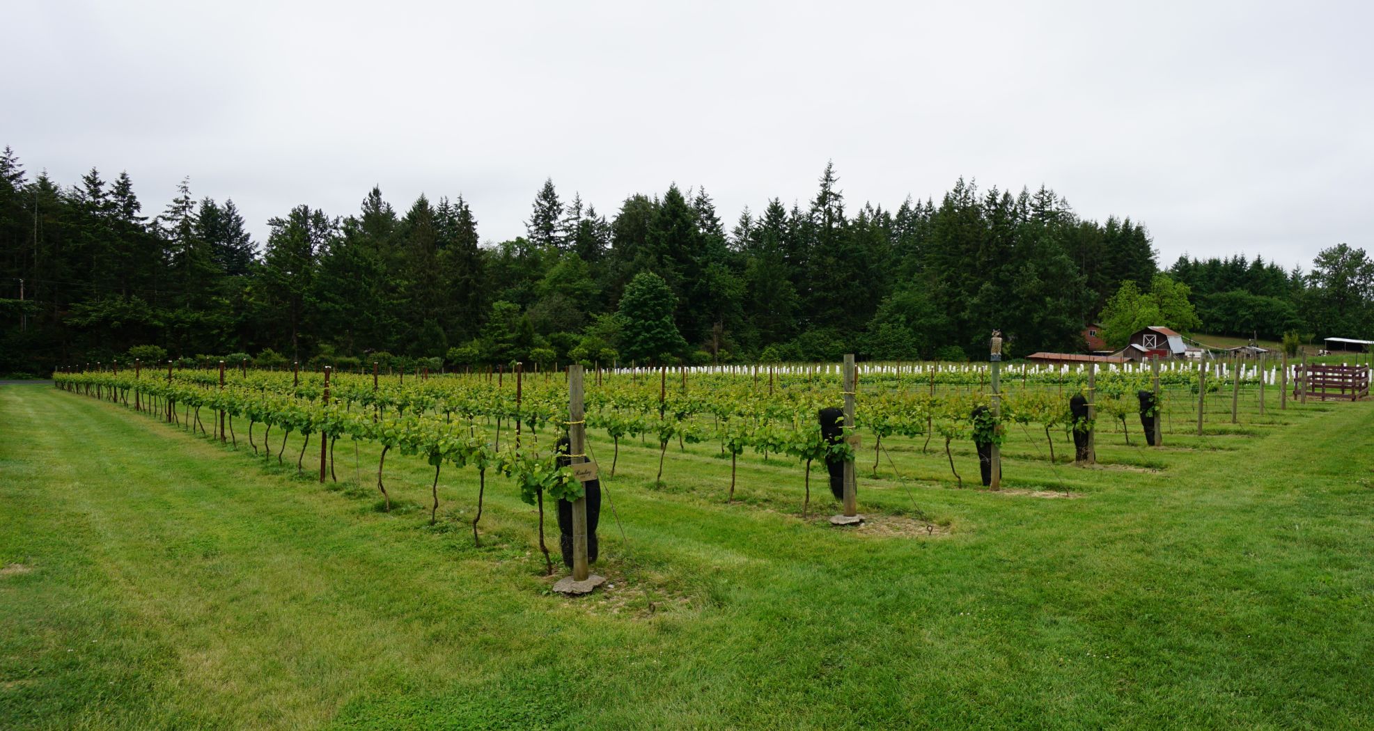 Vineyard